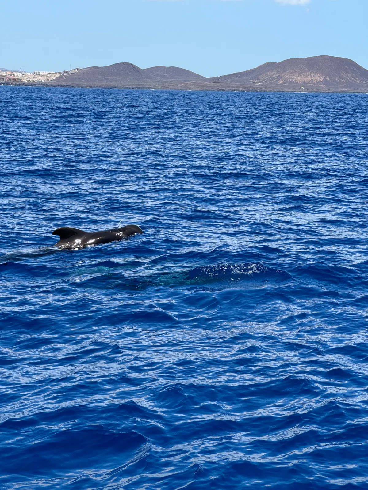 Yacht cruise dolphin and whale watching