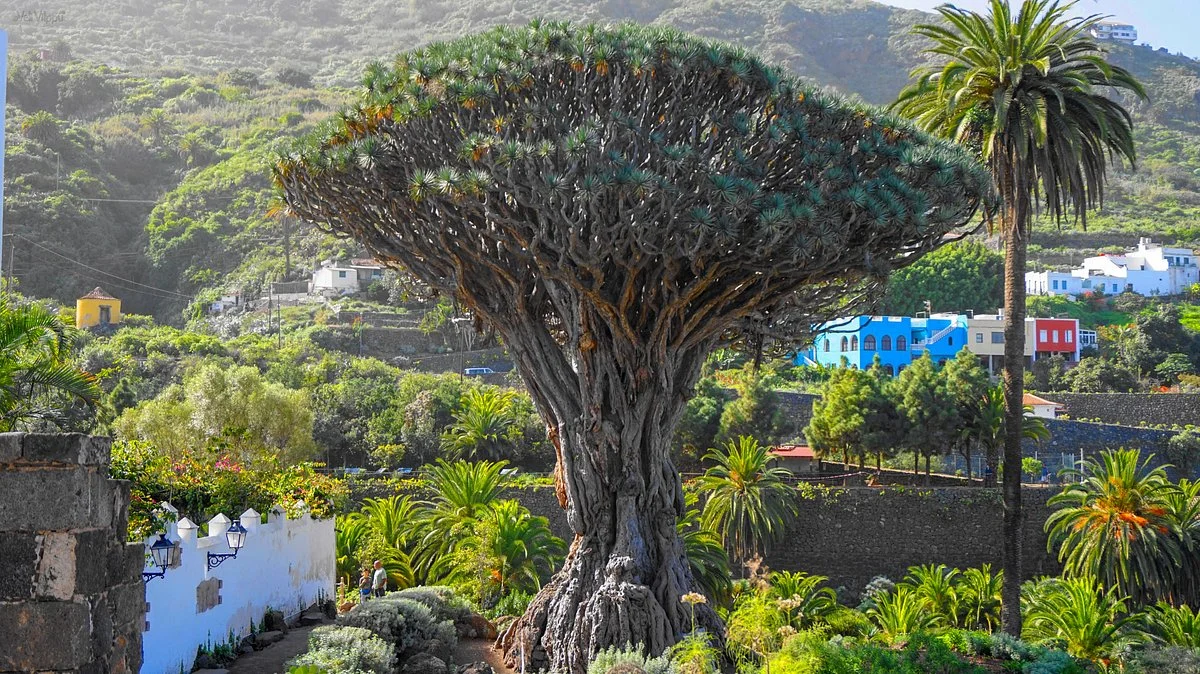 Excursion to the island + Loro Park