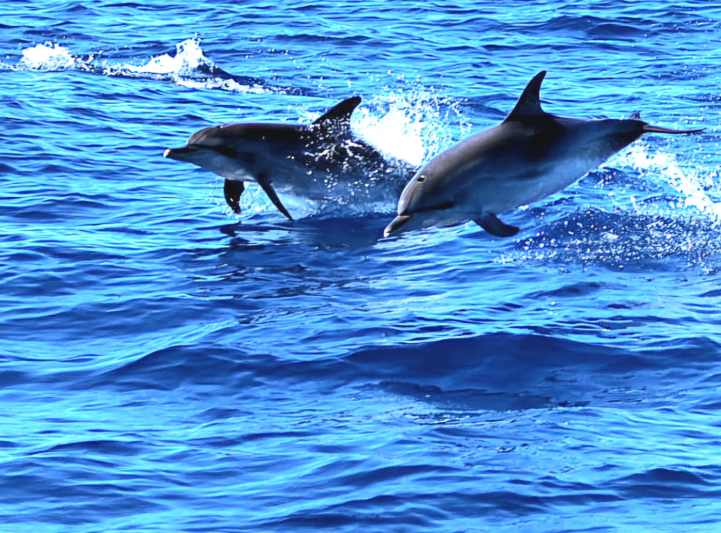 Avistamiento de delfines en catamarán 4h + actividades acuáticas