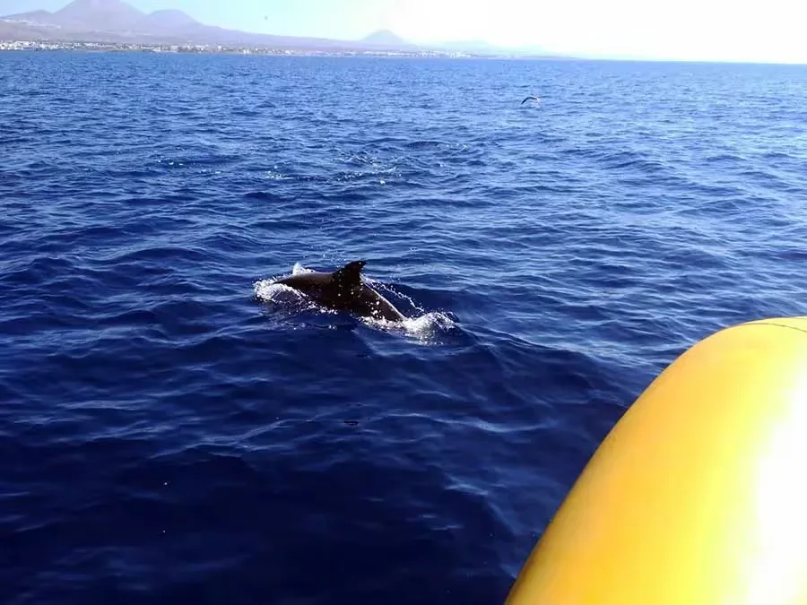 Avistamiento de delfines – lancha rápida 2h
