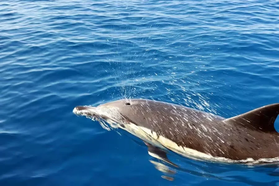 Avistamiento de delfines – lancha rápida 2h