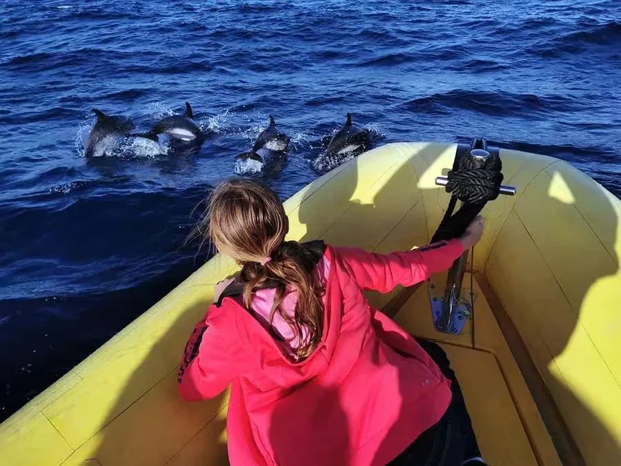 Avistamiento de delfines – lancha rápida 2h