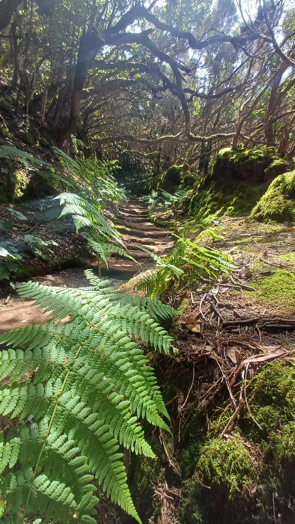 The wild north of Tenerife (VIP)