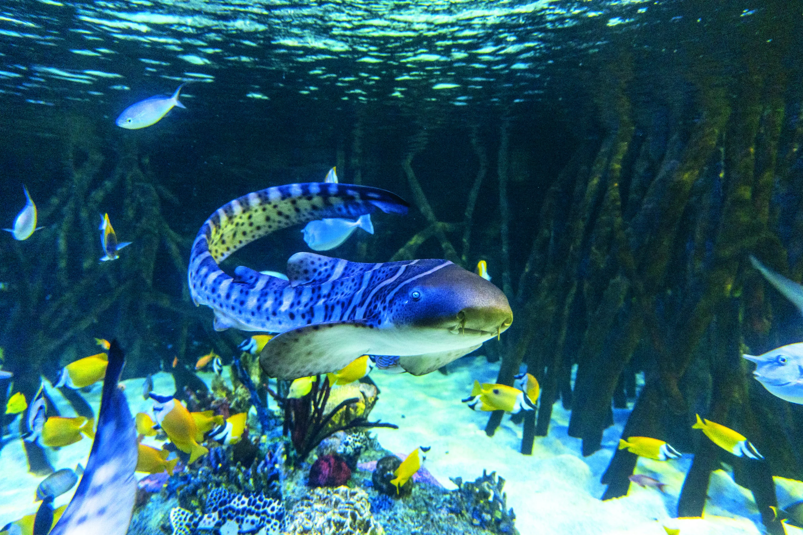 Loro Parque
