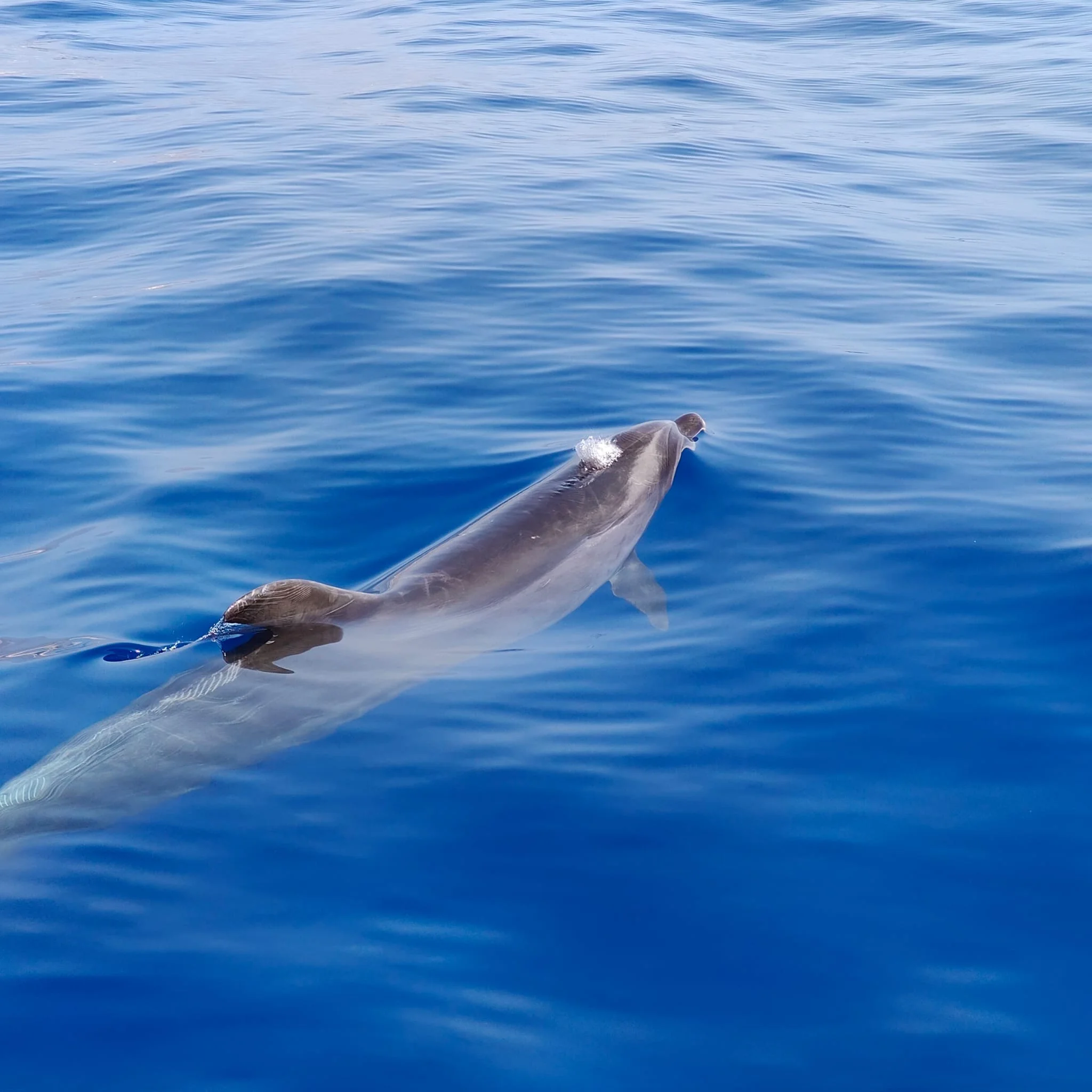4.5-Hour Catamaran Cruise on the Atlantic Ocean (Puerto de la Cruz)