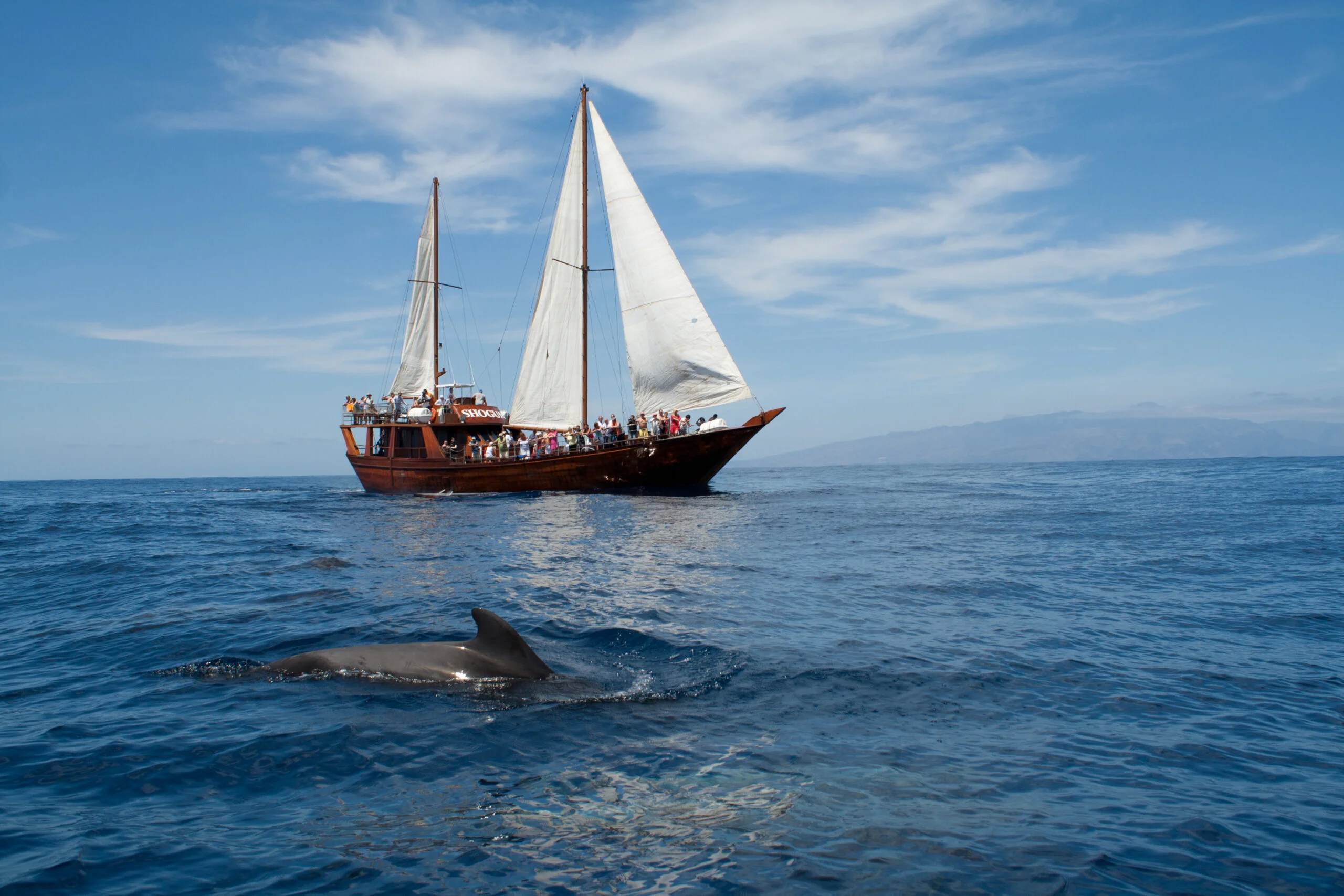 Sailing Cruise to Los Gigantes (Puerto de la Cruz)