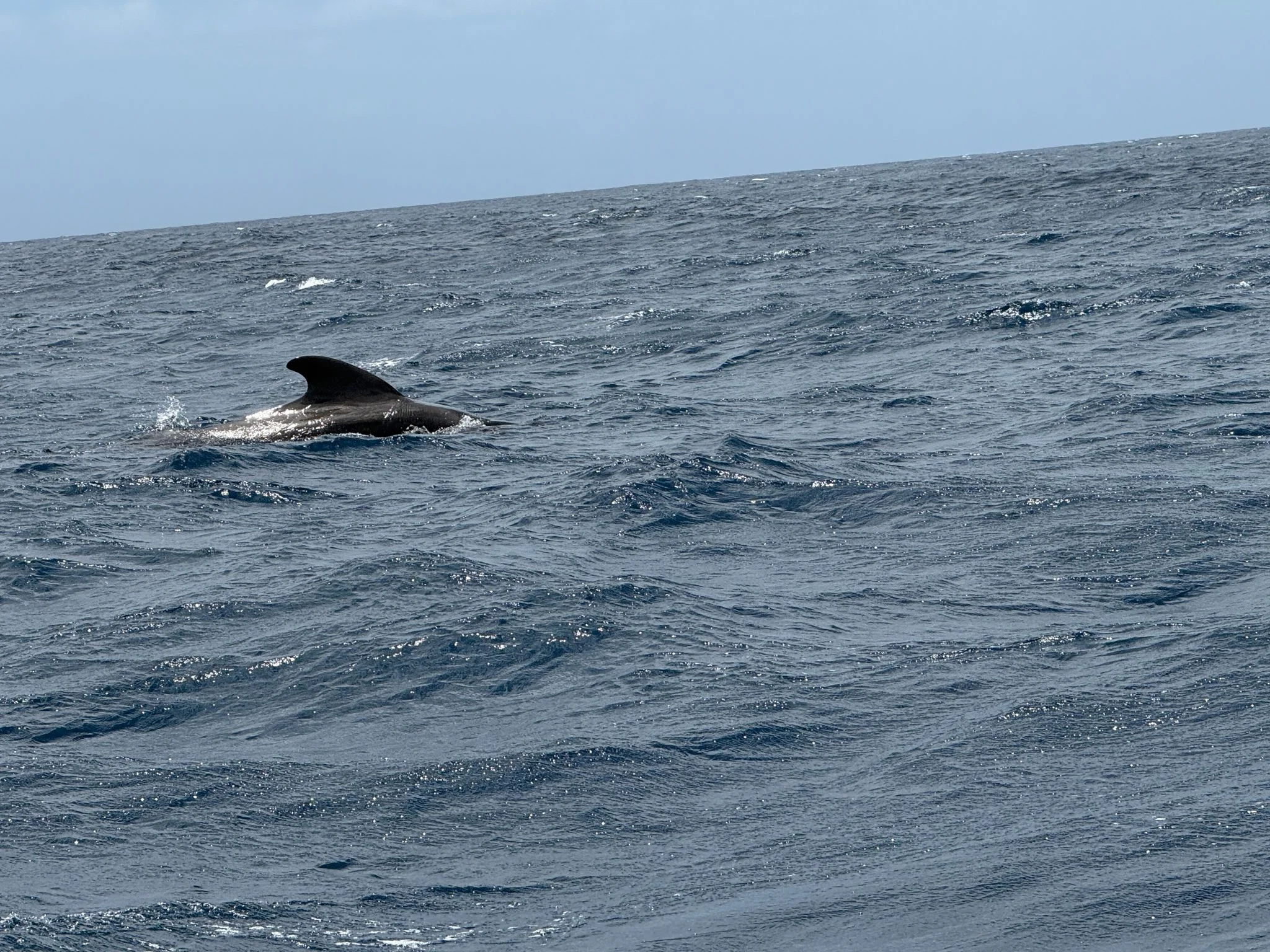 Sailing Trip with Whale and Dolphin Watching
