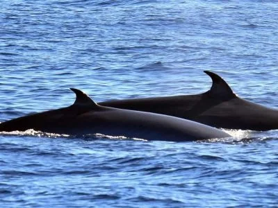 Sailing Trip from Los Gigantes