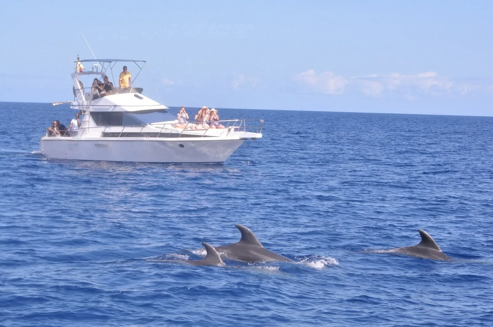 Private Yacht Charter: Whale and Dolphin Watching
