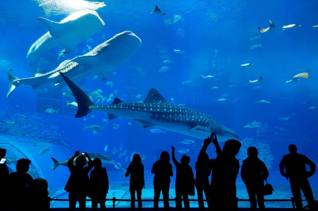 Poema del Mar – bilety do oceanarium na Gran Canarii