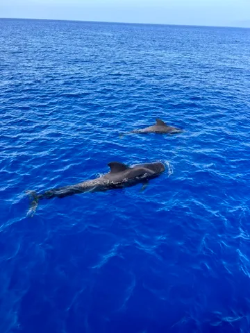 Yacht cruise dolphin and whale watching