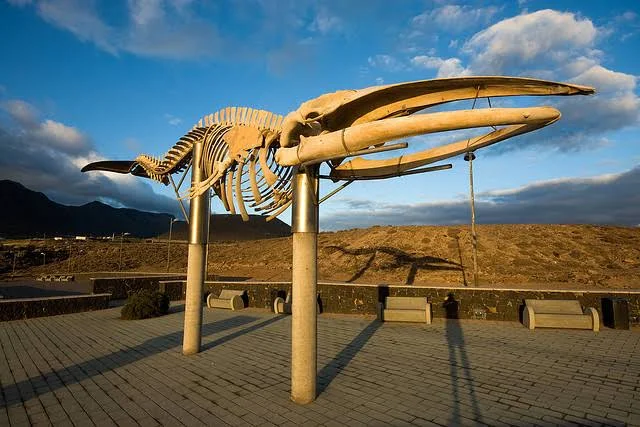 Treasures of the northwest of Tenerife