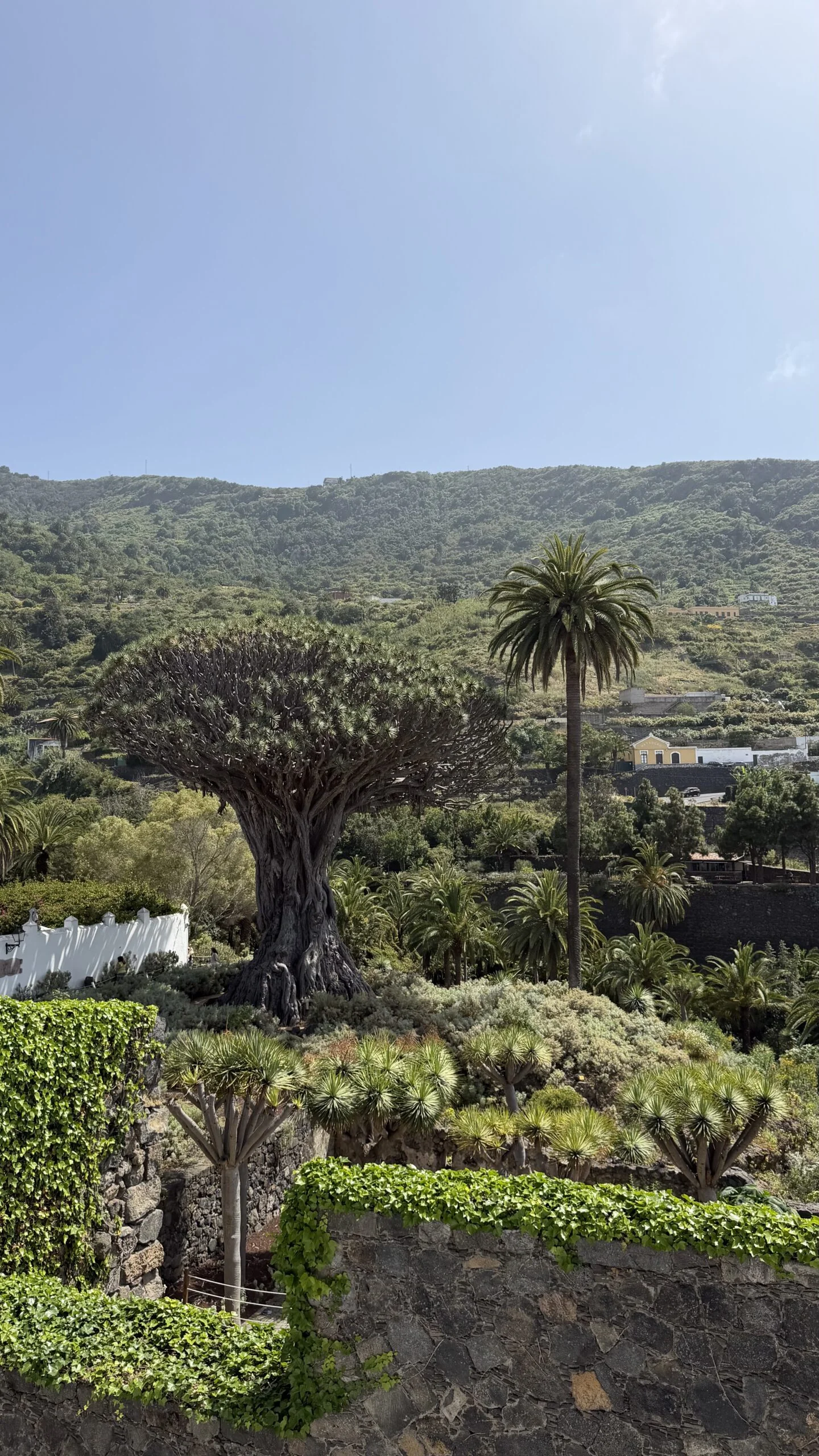 Treasures of the northwest of Tenerife