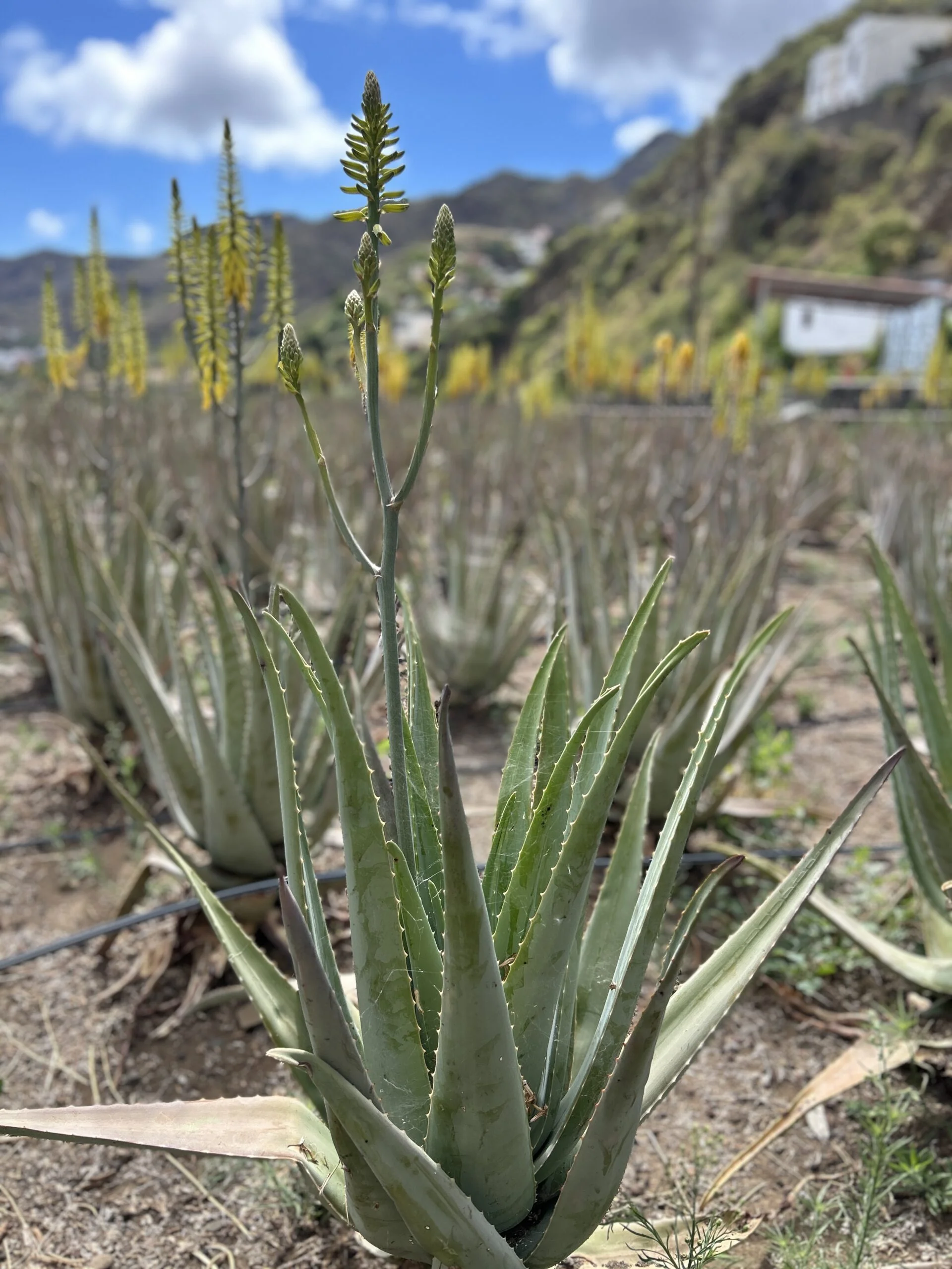 La Gomera - south of the island