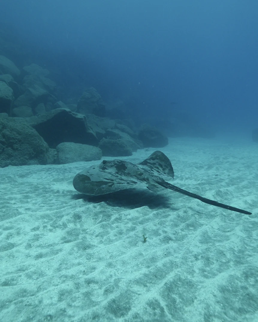 PADI Open Water Diver Course