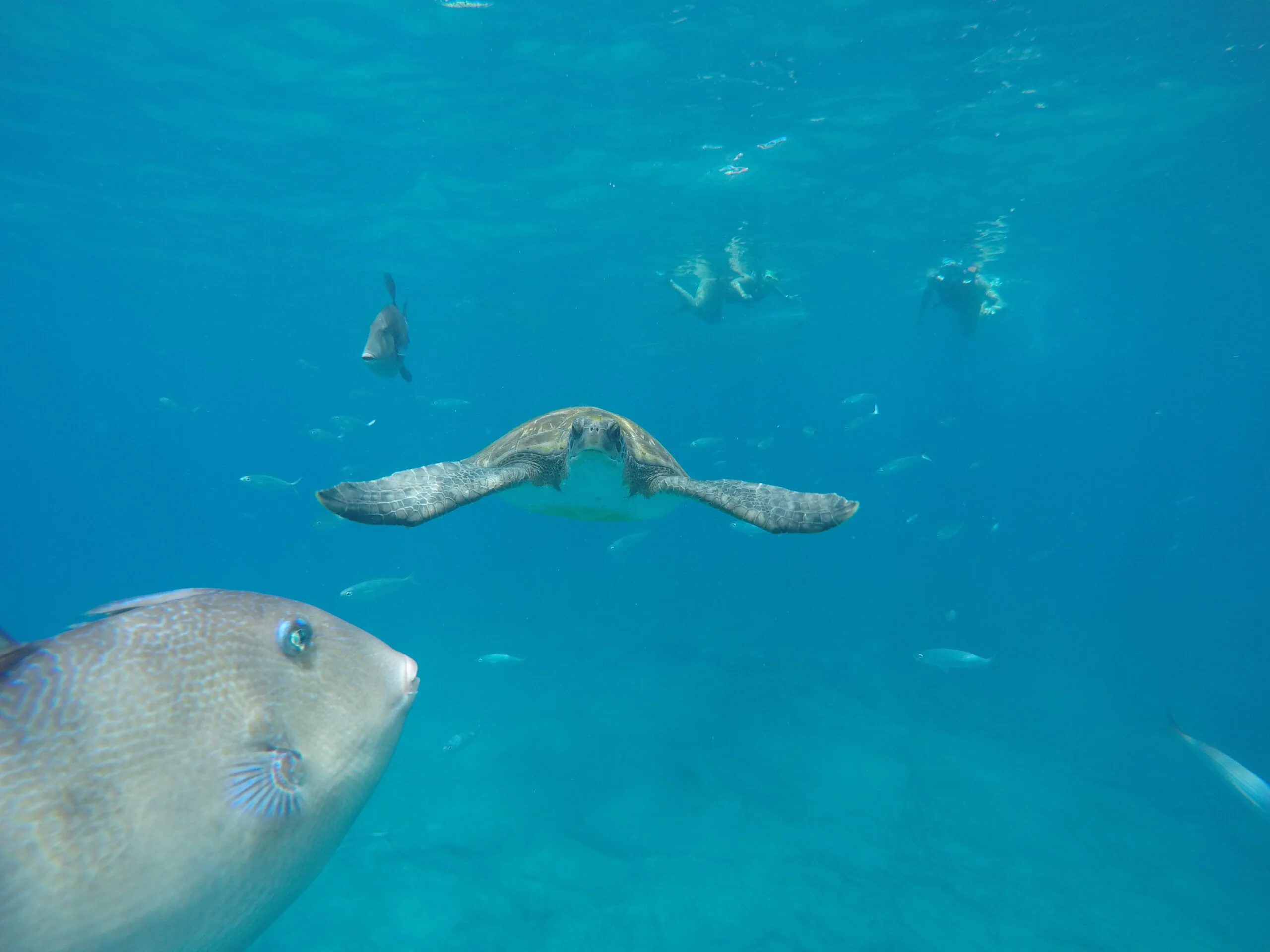 Kayak and Snorkel