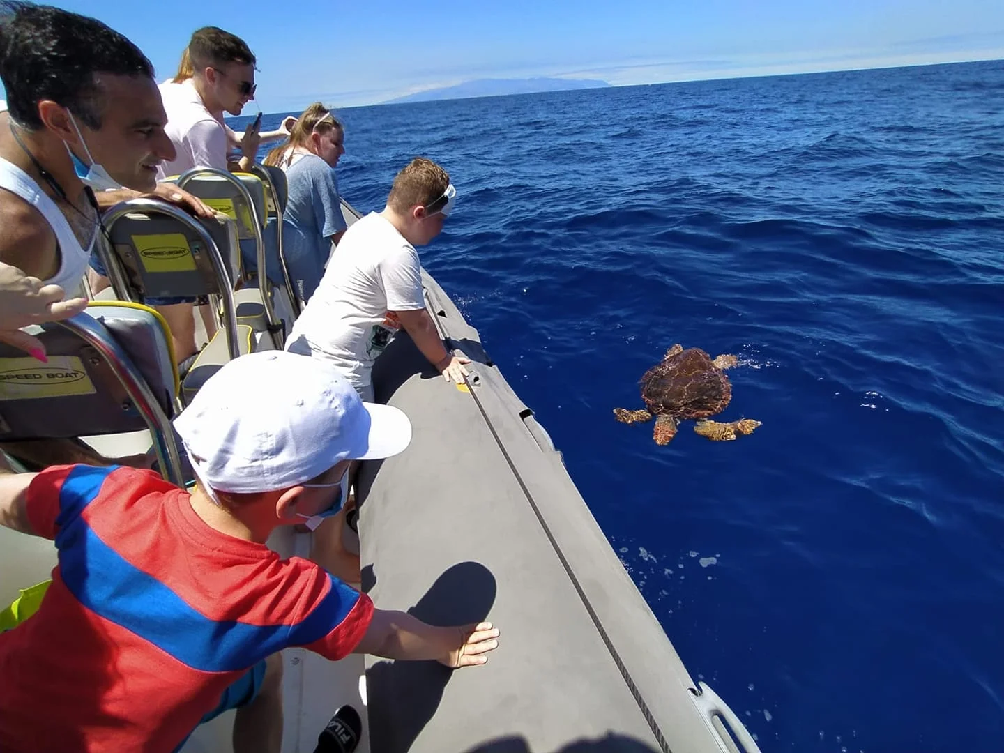 Marine Safari with Dolphin and Whale Watching