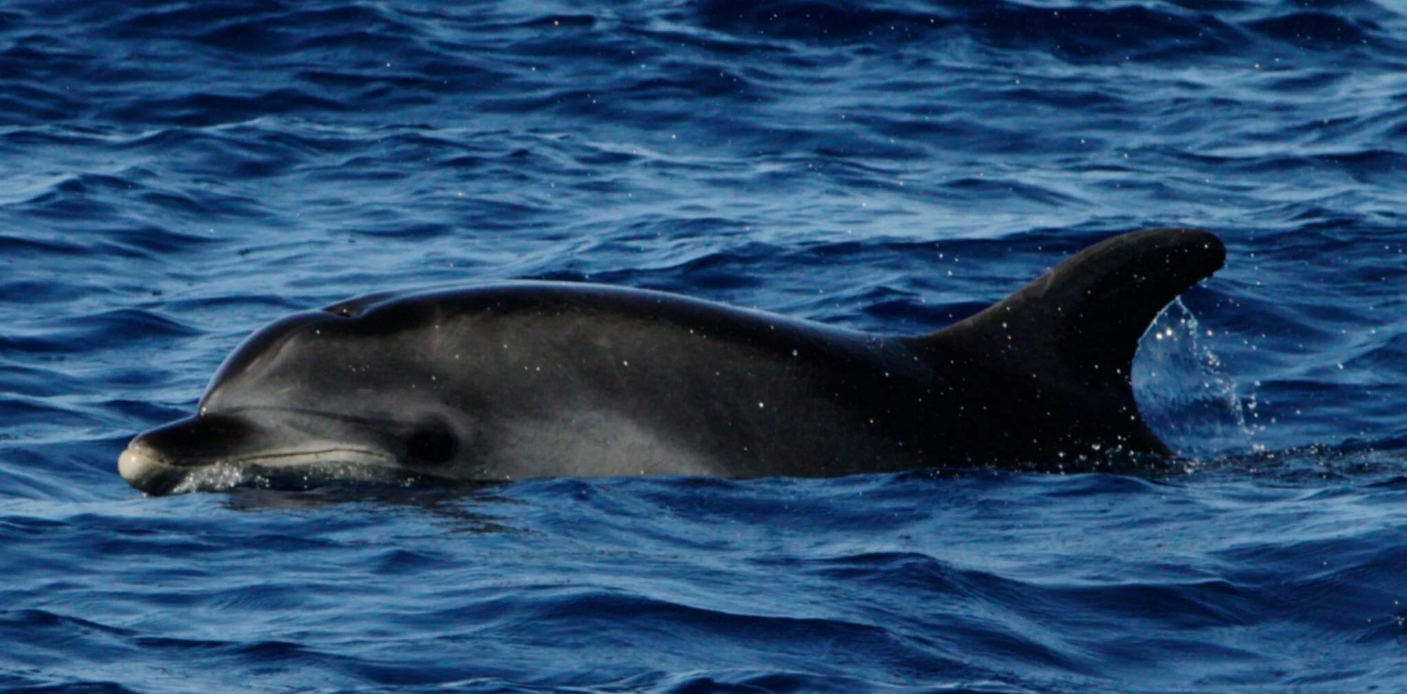 Marine Safari with Dolphin and Whale Watching
