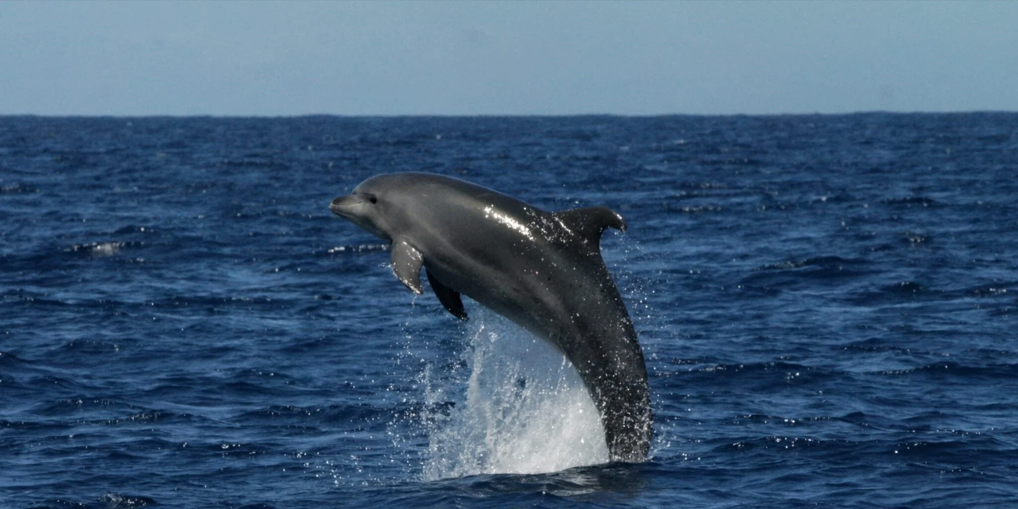 Marine Safari with Dolphin and Whale Watching