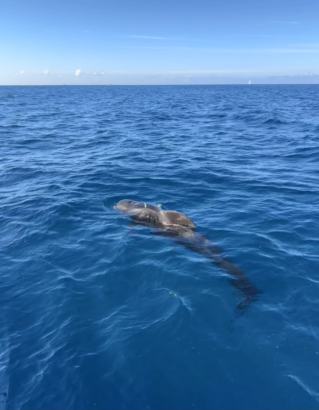 3-Hour Catamaran Cruise on the Atlantic Ocean