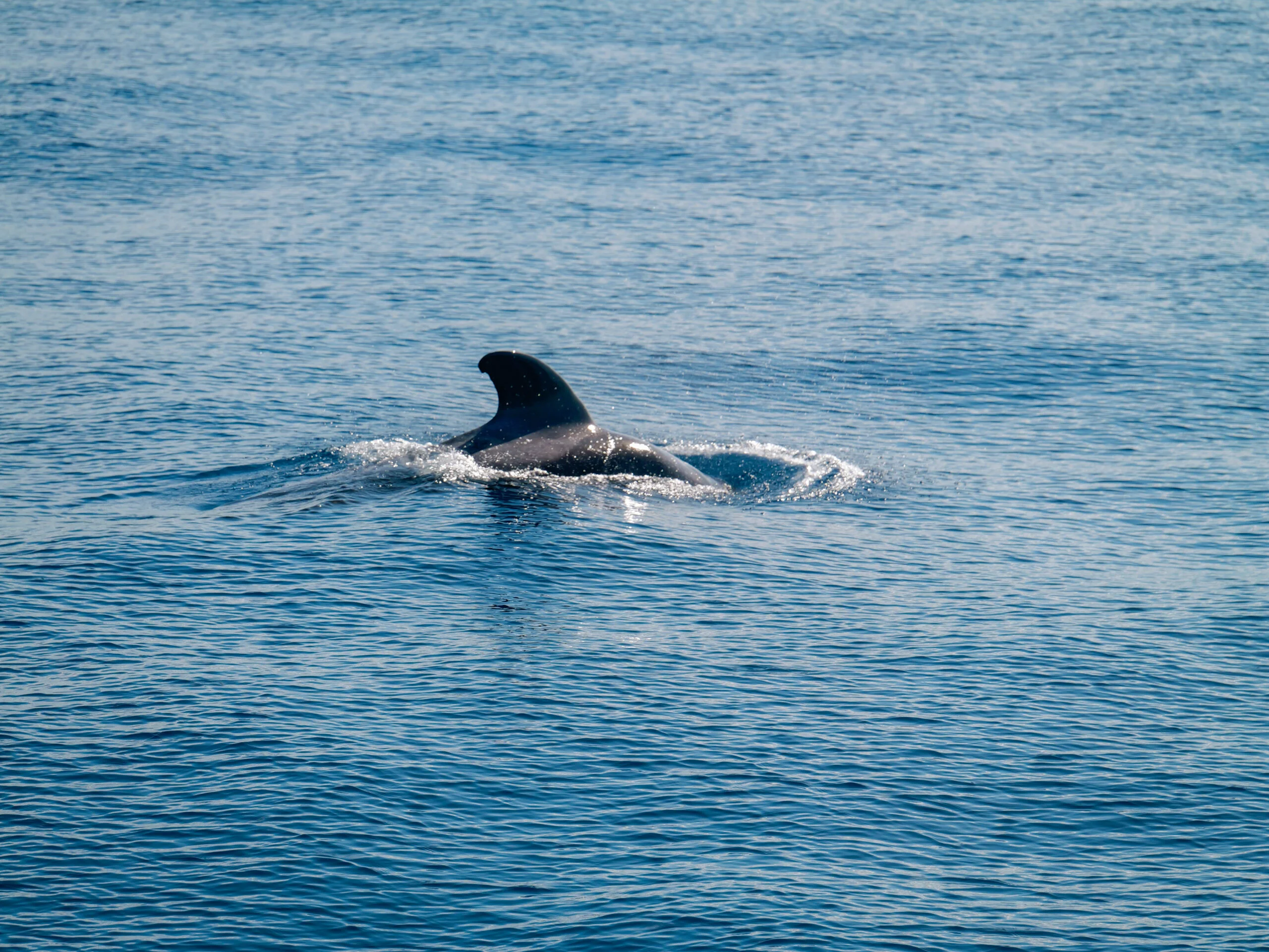 3-Hour Catamaran Cruise on the Atlantic Ocean