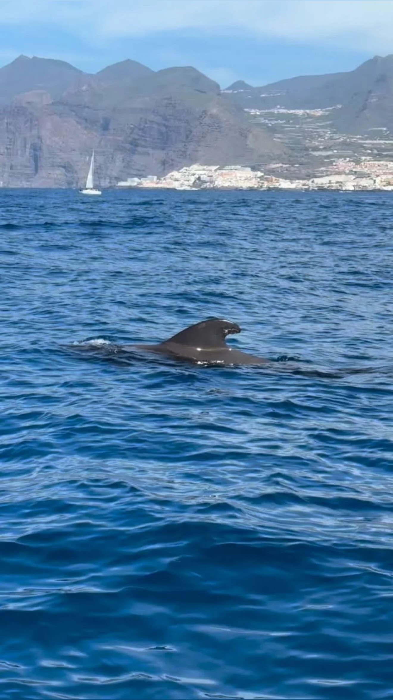 4.5-Hour Catamaran Cruise on the Atlantic Ocean