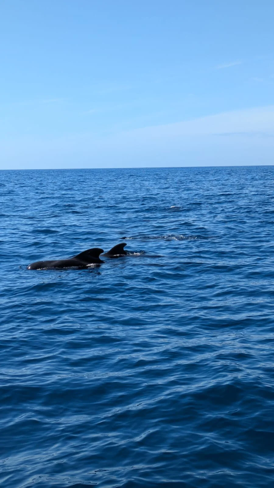 4.5-Hour Catamaran Cruise on the Atlantic Ocean