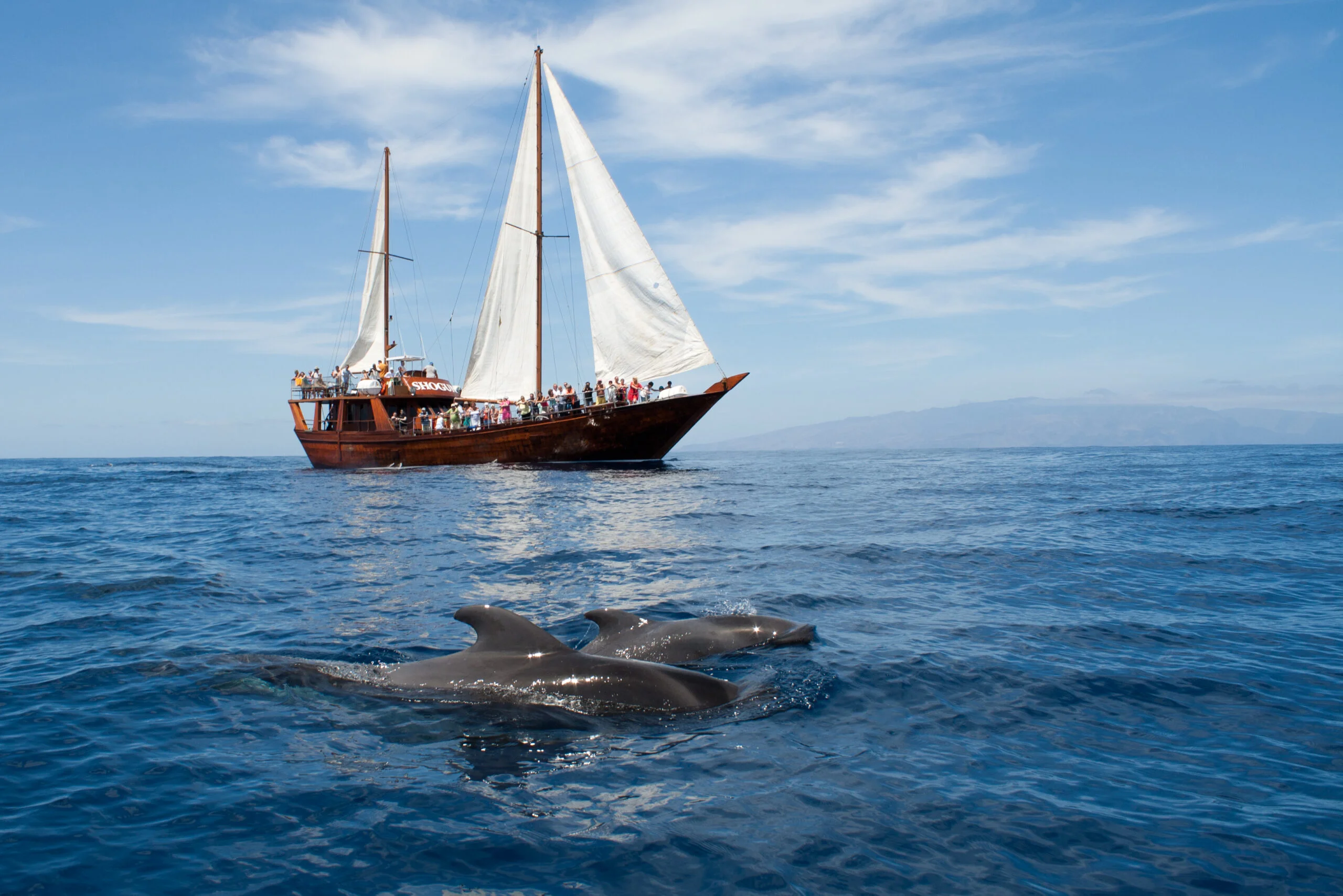 Sailing Cruise to Los Gigantes
