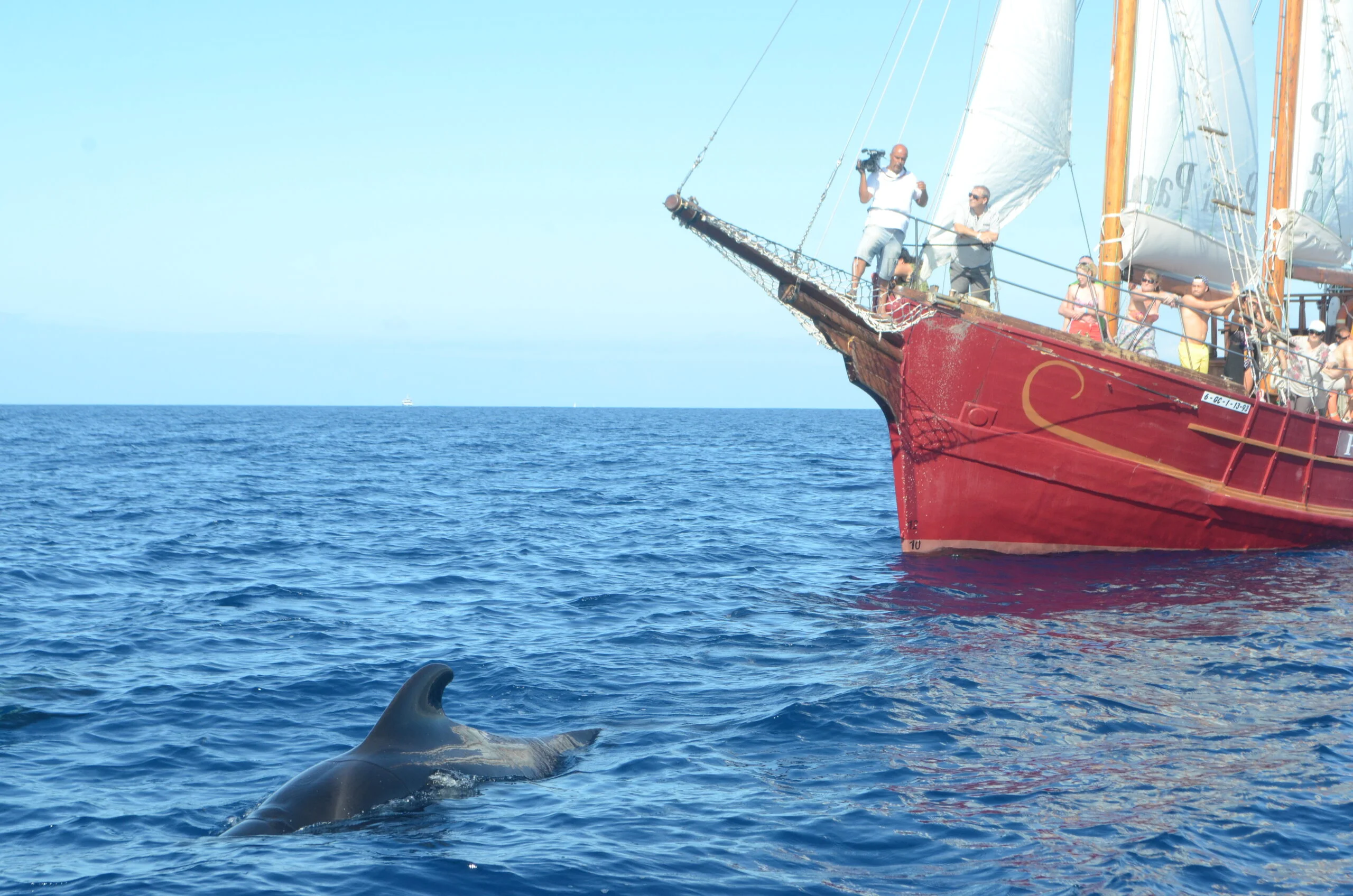 2-Hour Sailing Cruise for Dolphin and Whale Watching
