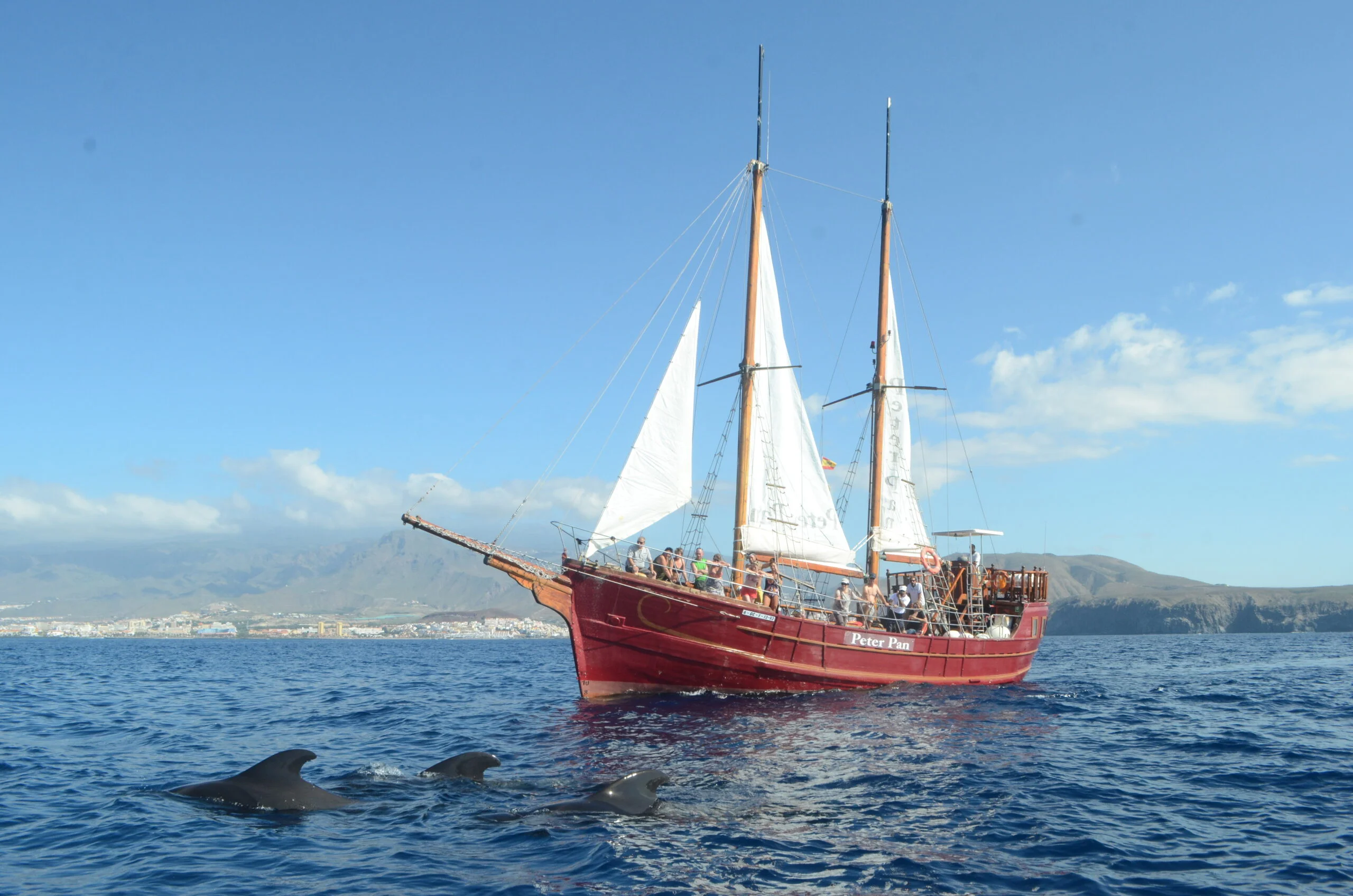 2-Hour Sailing Cruise for Dolphin and Whale Watching