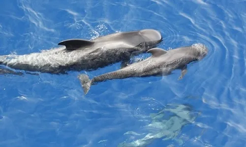 Yacht cruise dolphin and whale watching